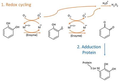 Detection and Characterization of Catechol Quinone-Derived Protein Adducts Using Biomolecular Mass Spectrometry